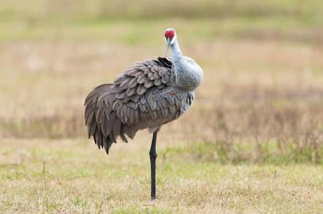 Sandhill Cranes of Paynes Prairie Preserve State Park Sandhill-Crane-Preening-2