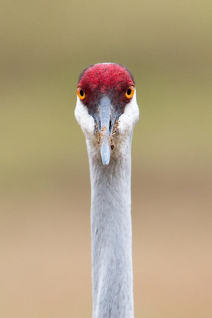 Sandhill Cranes of Paynes Prairie Preserve State Park Sandhill-Crane-Profile