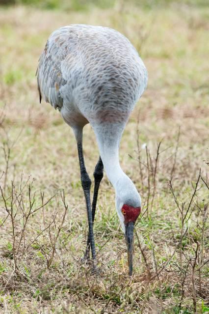Sandhill Cranes of Paynes Prairie Preserve State Park Sandhill-Crane-Eating