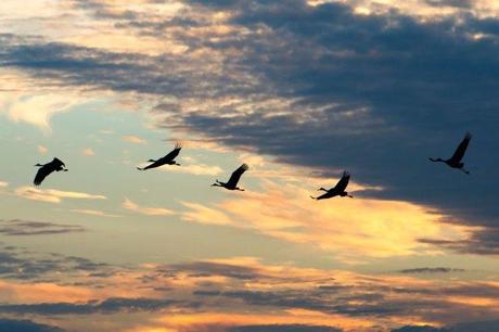 Sandhill Cranes of Paynes Prairie Preserve State Park Sandhill-Cranes-Coming-to-the-Prairie-at-Sunset-3