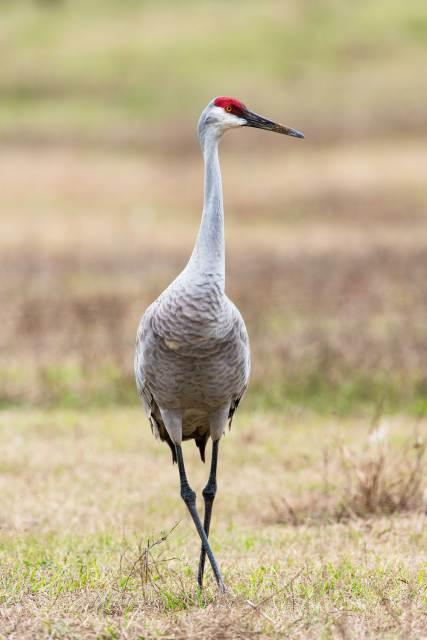 Sandhill Cranes of Paynes Prairie Preserve State Park Sandhill-Crane