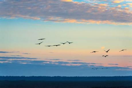 Sandhill Cranes of Paynes Prairie Preserve State Park Sandhill-Cranes-Coming-to-the-Prairie-at-Sunset