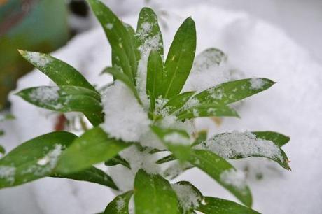 We Have Snow! DSC_0359 (1024x683)