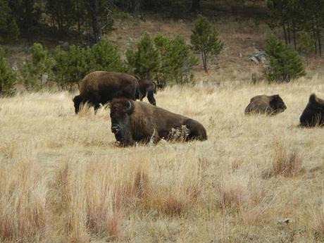 Bison at Custer Park Road Trip from Florida to Alaska