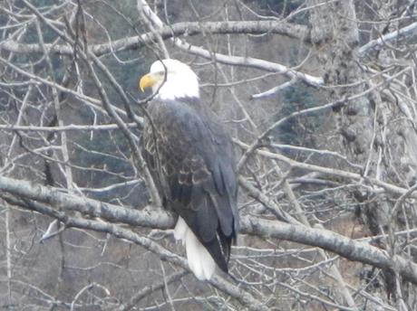 Bald Eagle in Valdez Alaska Road Trip From Florida to Alaska