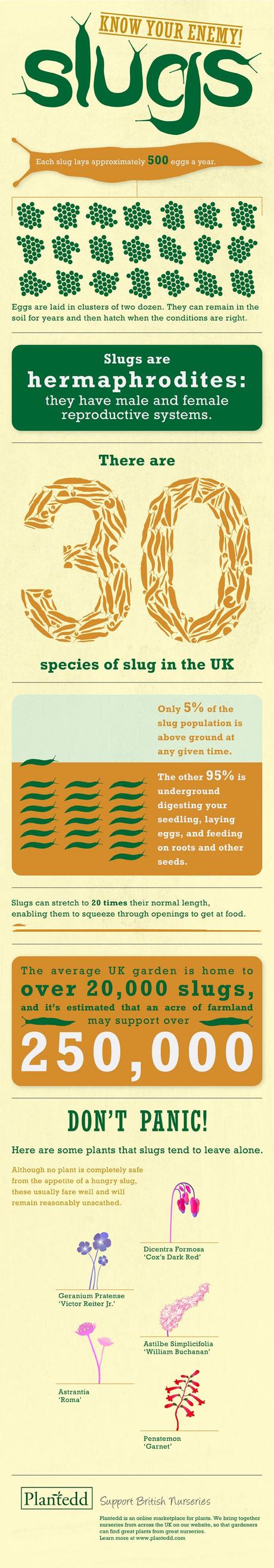 Slug_infographic_final