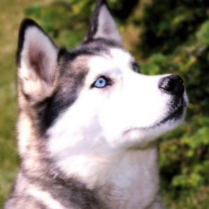 Siberian Husky with Blue Eyes
