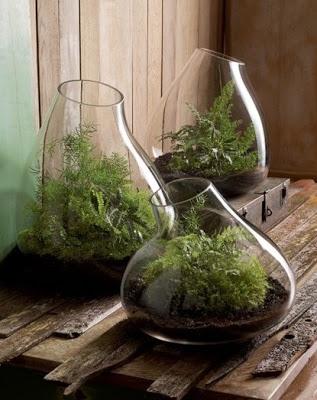 Indoor Gardening - Terrarium Style!