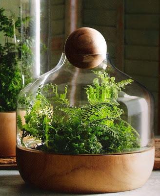 Indoor Gardening - Terrarium Style!