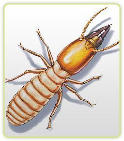 Termites - Some Interesting Facts
