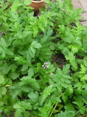 Seedy habits Seedy habits