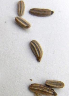 Seedy habits Seedy habits