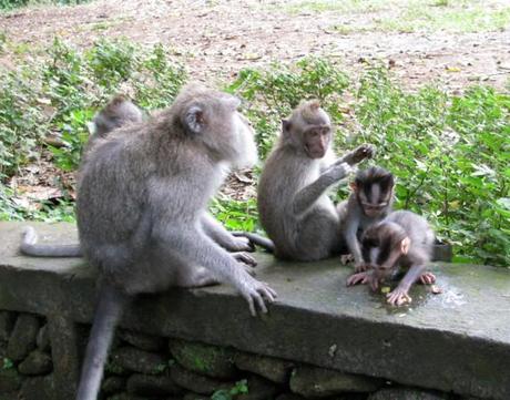 Mother and infant monkeys in Ubud Monkey Forest, Bali