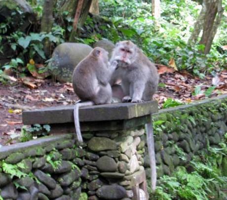 Macaques grooming each other in Ubud Monkey Forest, Bali