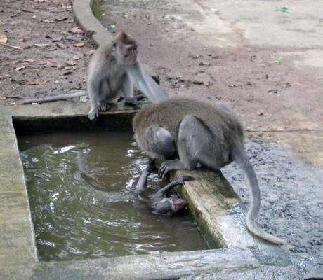 Mother bathing infant in Ubud Monkey Forest, Bali