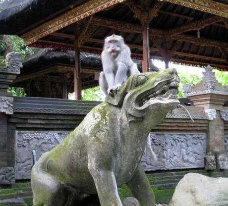 Monkey in Ubud Monkey Forest, Bali