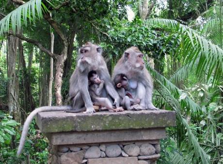 Mothers and babies in Ubud Monkey Forest, Bali