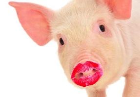 A Pig With Lipstick Is Still A Pig