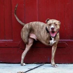 Fifty’s Story: fighting breed-specific legislation, 2 legs at a time