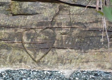 Moss highlights the outline of a heart carved into an old log at Stephenson Point in Nanaimo (submitted by Tony B.)