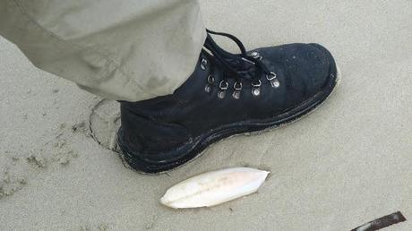 small cuttlefish next to boot