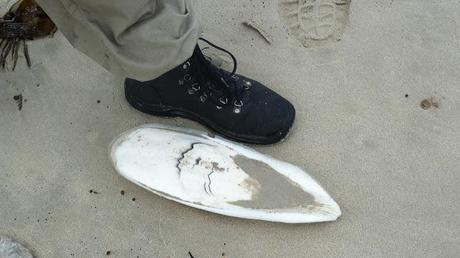 large cuttlefish shell next to boot