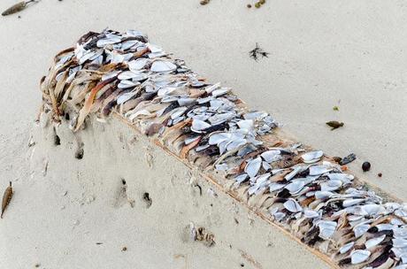 piece of timber with seashells attached to it on beach