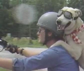 Born to be Cici motorcycle-riding-dog