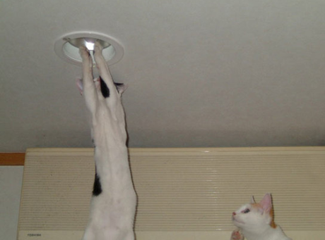 Born to be Cici Screen shot 2013-01-30 at 4.54.25 AM