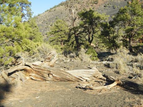 A Petrified Tree Sunset Crater Road Trip Planner Visiting the Grand Canyon South Rim