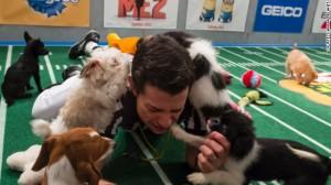 Puppy Bowl Sunday: survival of the cutest