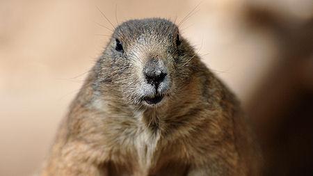 Where Did Groundhog Day Come From?