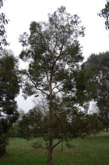 Eucalyptus archeri (06/01/2013, Kew Gardens, London)