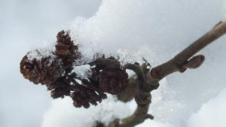 Photo Essay: Cross-Country Skiing in Algonquin Provincial Park – Ontario tiny cones - Algonquin Park - Ontario