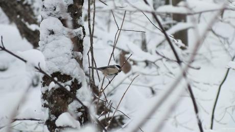 Photo Essay: Cross-Country Skiing in Algonquin Provincial Park – Ontario Chickadee on Fen Lake Ski Trail - Algonquin Park - Ontario