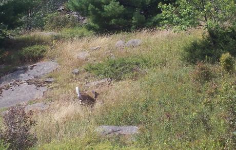 Deer racing across field - Frontenac Prov. Park