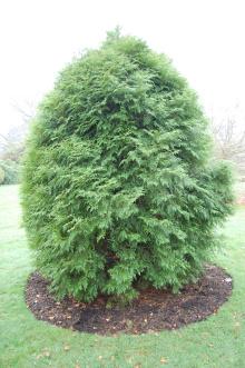 Calocedrus formosana (06/01/2013, Kew Gardens, London) Calocedrus formosana (06/01/2013, Kew Gardens, London)