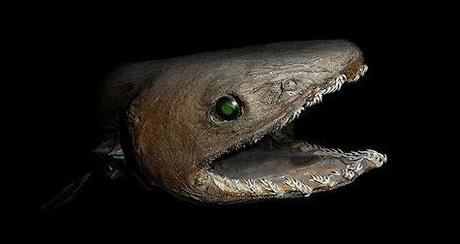 Most Bizarre Looking Sharks On Earth