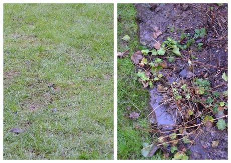End of Month View – January 2013 lawn (1024x724)