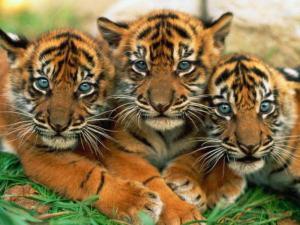 Wildlife Forensic Science versus Poachers Tiger cubs