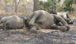 Wildlife Forensic Science versus Poachers Elephants