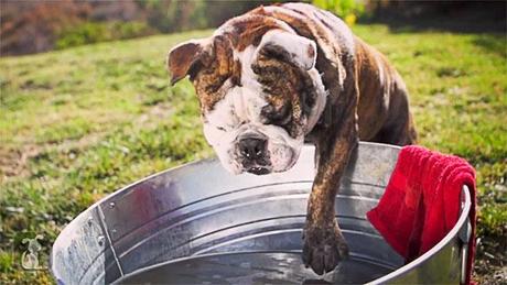 DOG Video: Welcome to the DOG Wash!