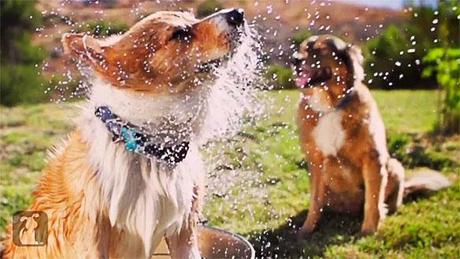 DOG Video: Welcome to the DOG Wash!
