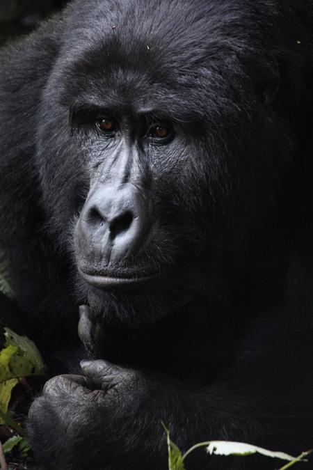 Observing endangered gorillas in the wild make Uganda a top travel destination for 2013