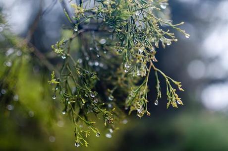 water droplets on tree