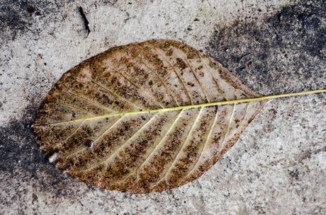 wet leaf on ground