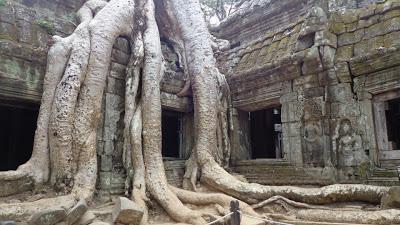Cambodia Tours: The Jungle Ruins of Ta Prohm