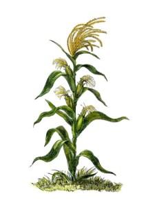 maize-or-indian-corn-plant