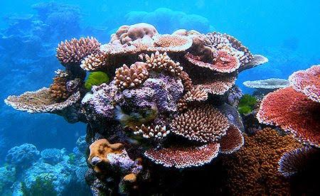How Do Corals Survive In The Hottest Reefs On The Planet?