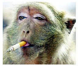 10 Animals Addicted To Cigarettes